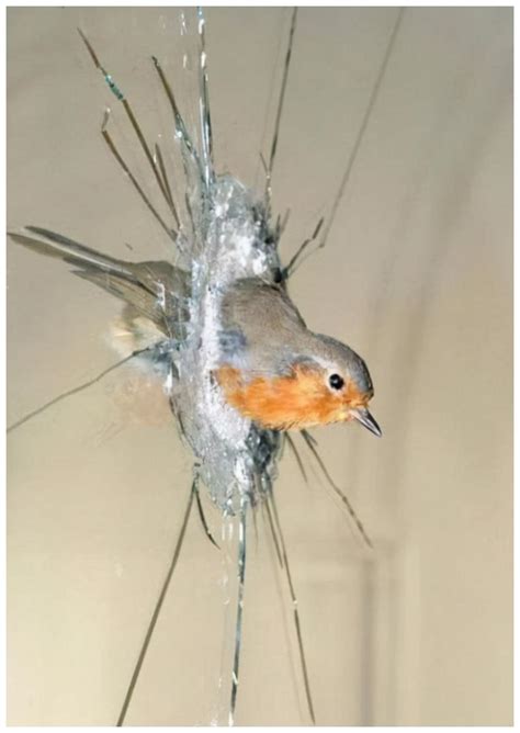 鳥撞玻璃徵兆 向西的房子